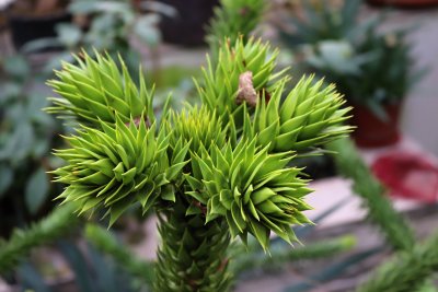 Araucaria araucana - blahočet čilský - jehlice nové přírůstky
